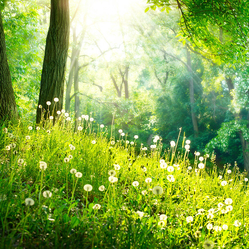 Spring Nature. Beautiful Landscape. Green Grass and Trees